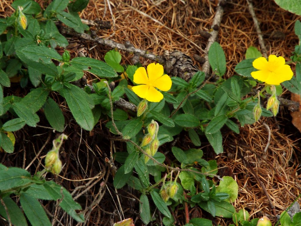 Helianthemum sp.  (Cistaceae)