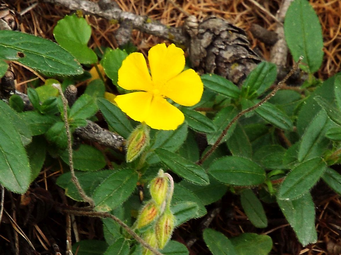 Helianthemum sp.  (Cistaceae)