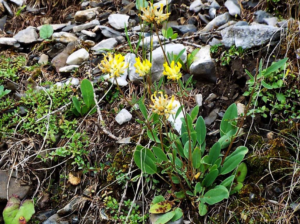 Anthyllis vulneraria (Fabaceae)  ?  S !