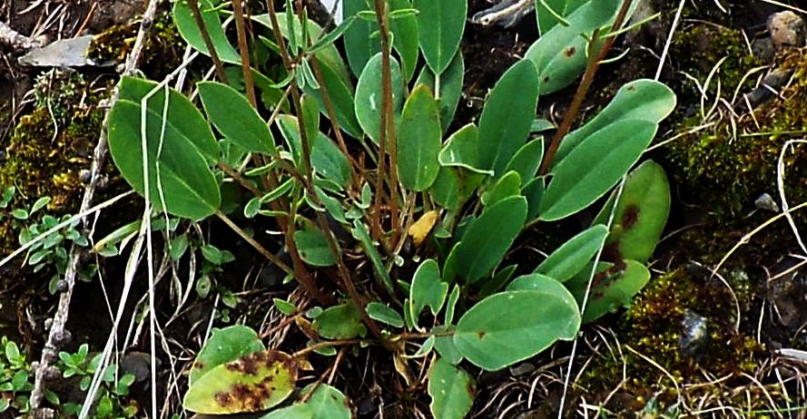 Anthyllis vulneraria (Fabaceae)  ?  S !