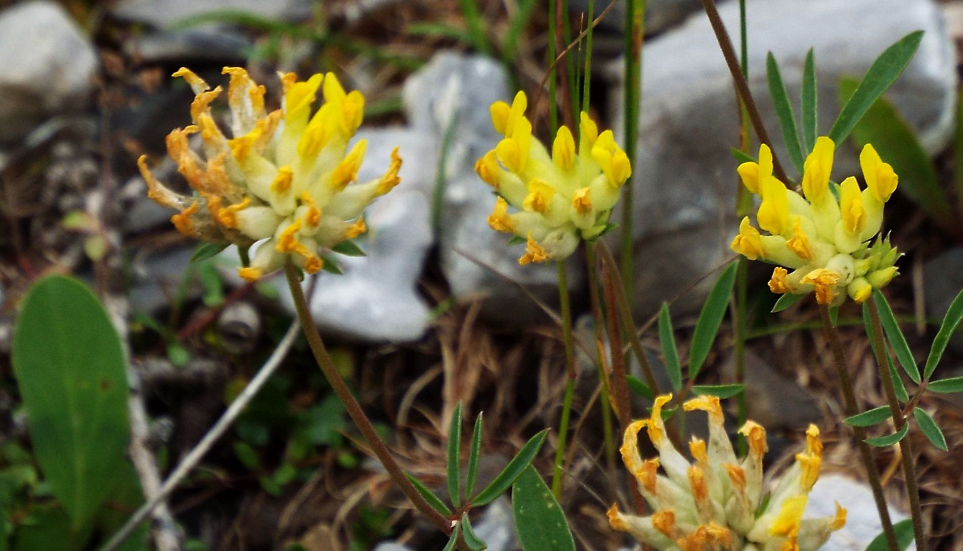 Anthyllis vulneraria (Fabaceae)  ?  S !