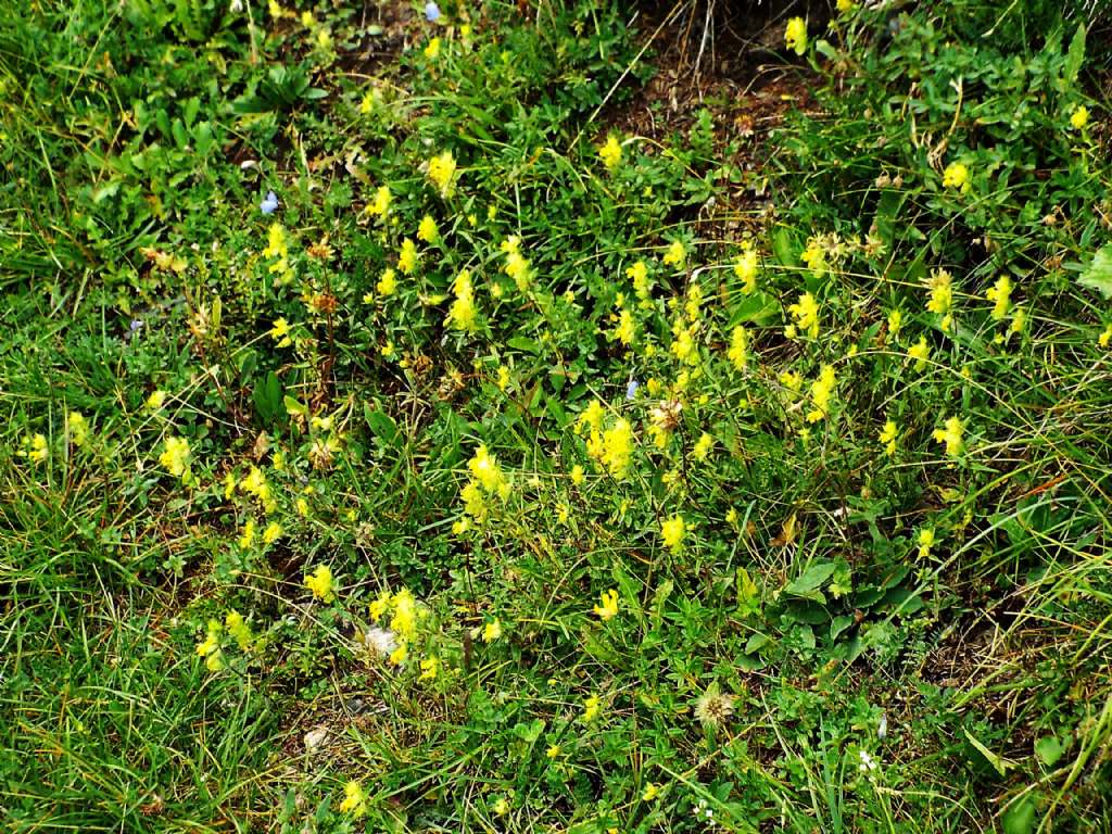 Rhinanthus sp.  (Orobanchaceae)