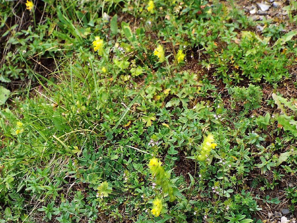 Rhinanthus sp.  (Orobanchaceae)