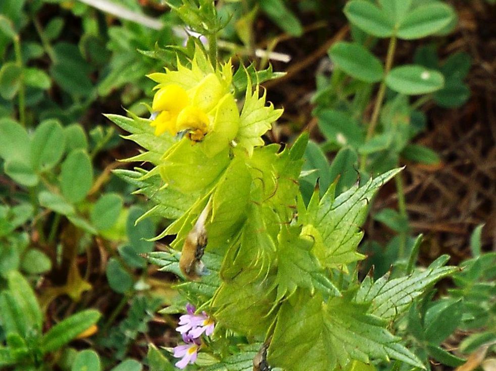 Rhinanthus sp.  (Orobanchaceae)