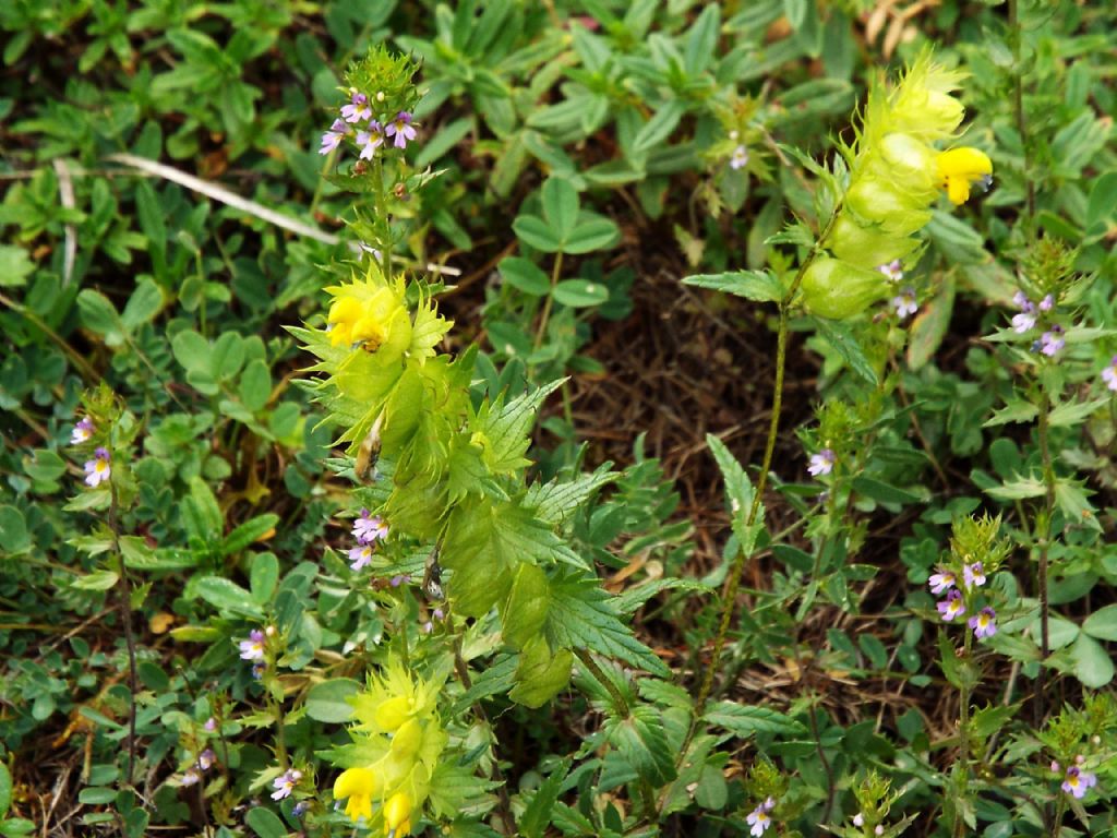 Rhinanthus sp.  (Orobanchaceae)