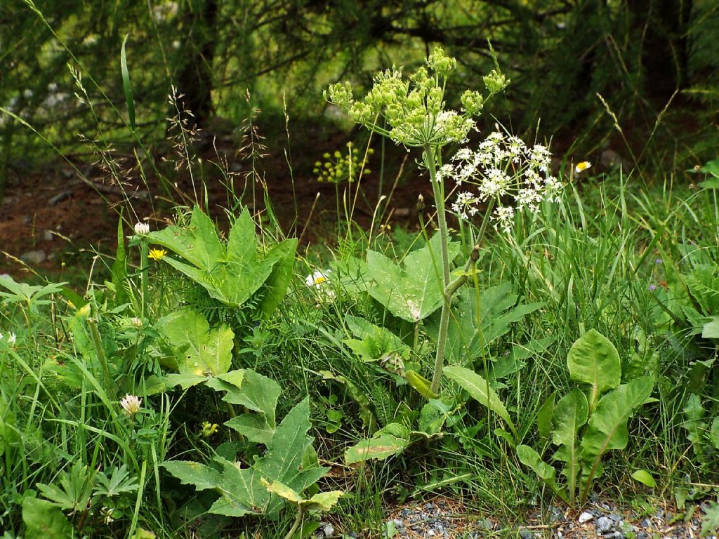 Apiacea da identificare:  Heracleum sphondylium