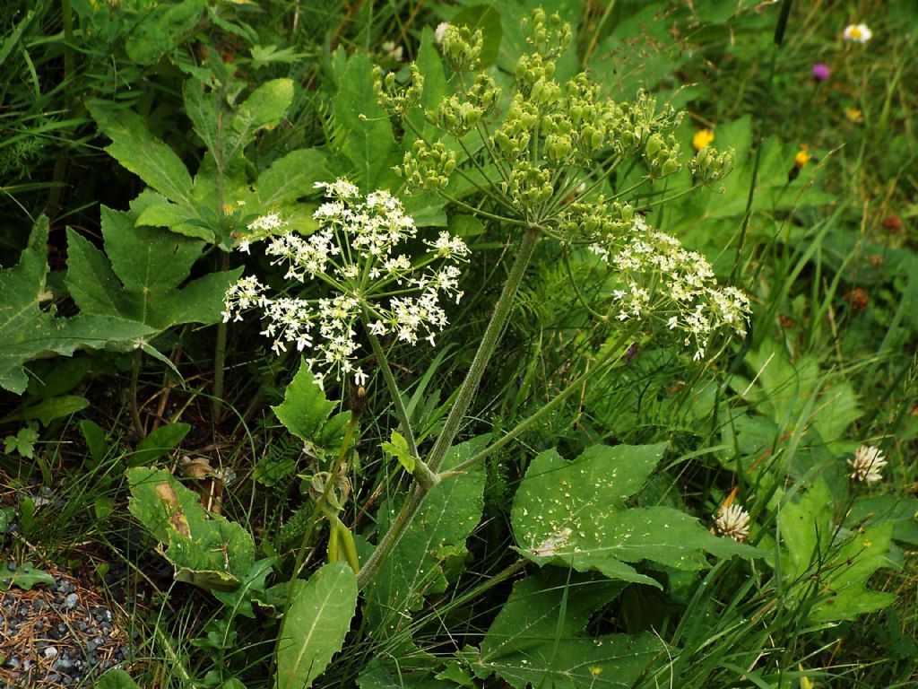 Apiacea da identificare:  Heracleum sphondylium