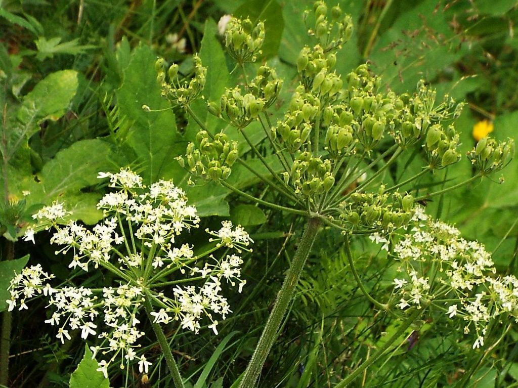 Apiacea da identificare:  Heracleum sphondylium