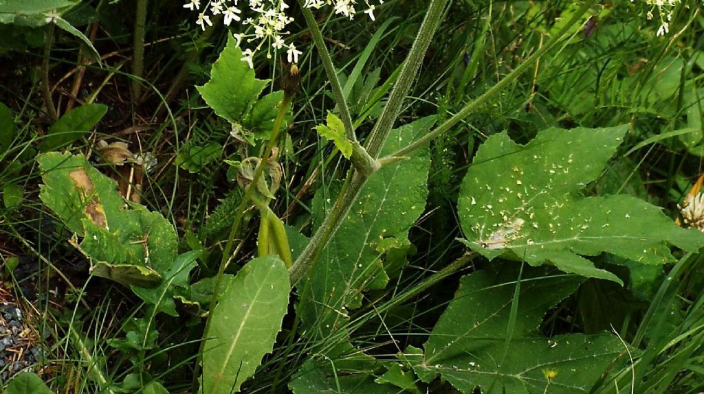 Apiacea da identificare:  Heracleum sphondylium