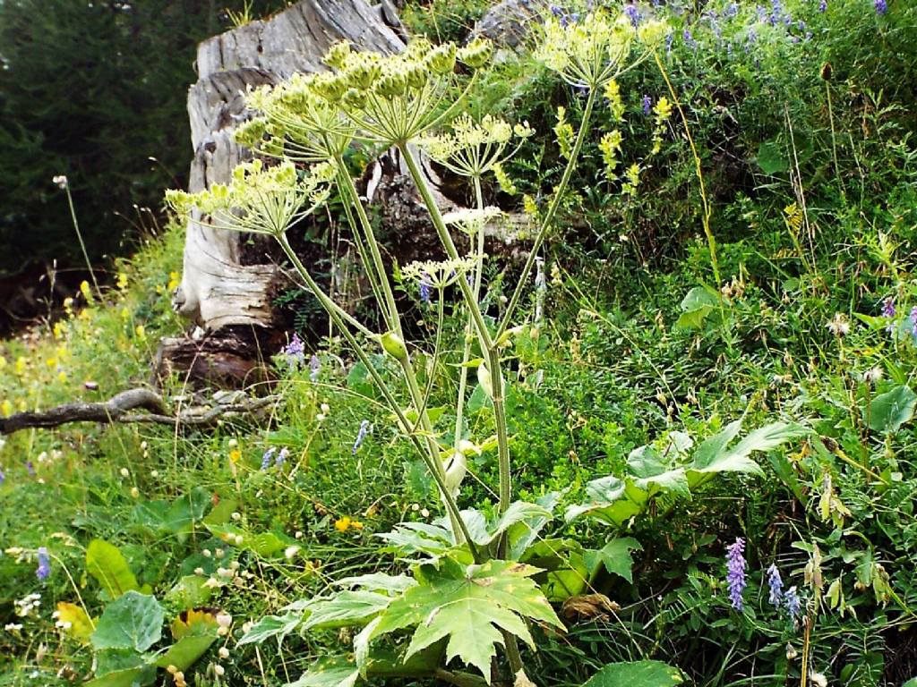 Apiacea da identificare:  Heracleum sphondylium