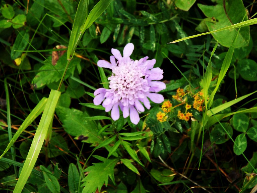 Knautia sp. ... (Dipsacaceae)   ????