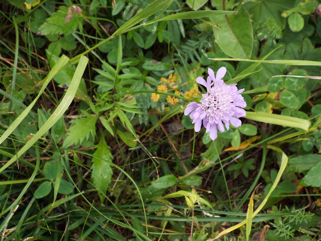 Knautia sp. ... (Dipsacaceae)   ????