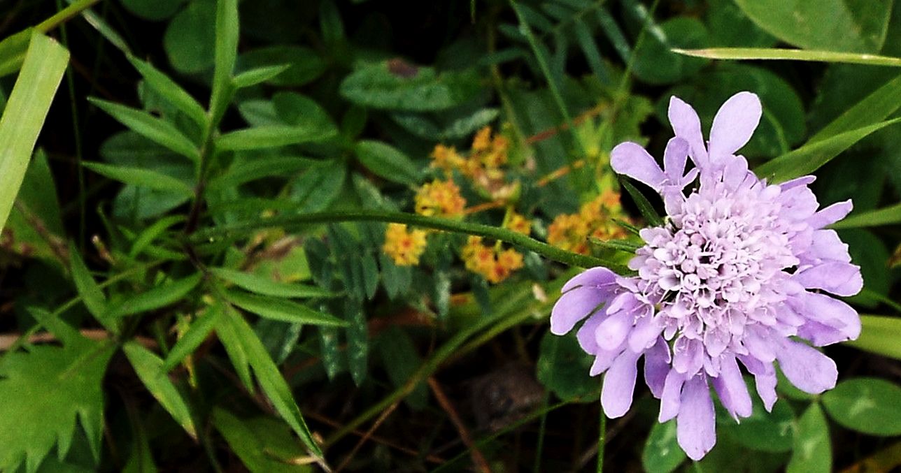 Knautia sp. ... (Dipsacaceae)   ????