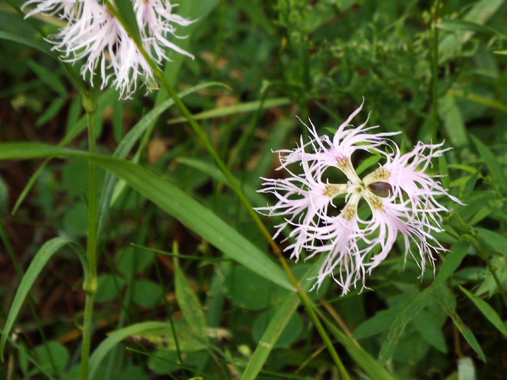 Dianthus superbus (Caryophyllaceae)