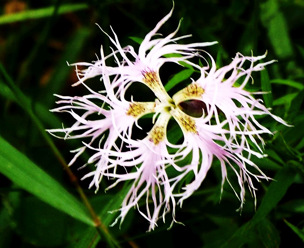 Dianthus superbus (Caryophyllaceae)