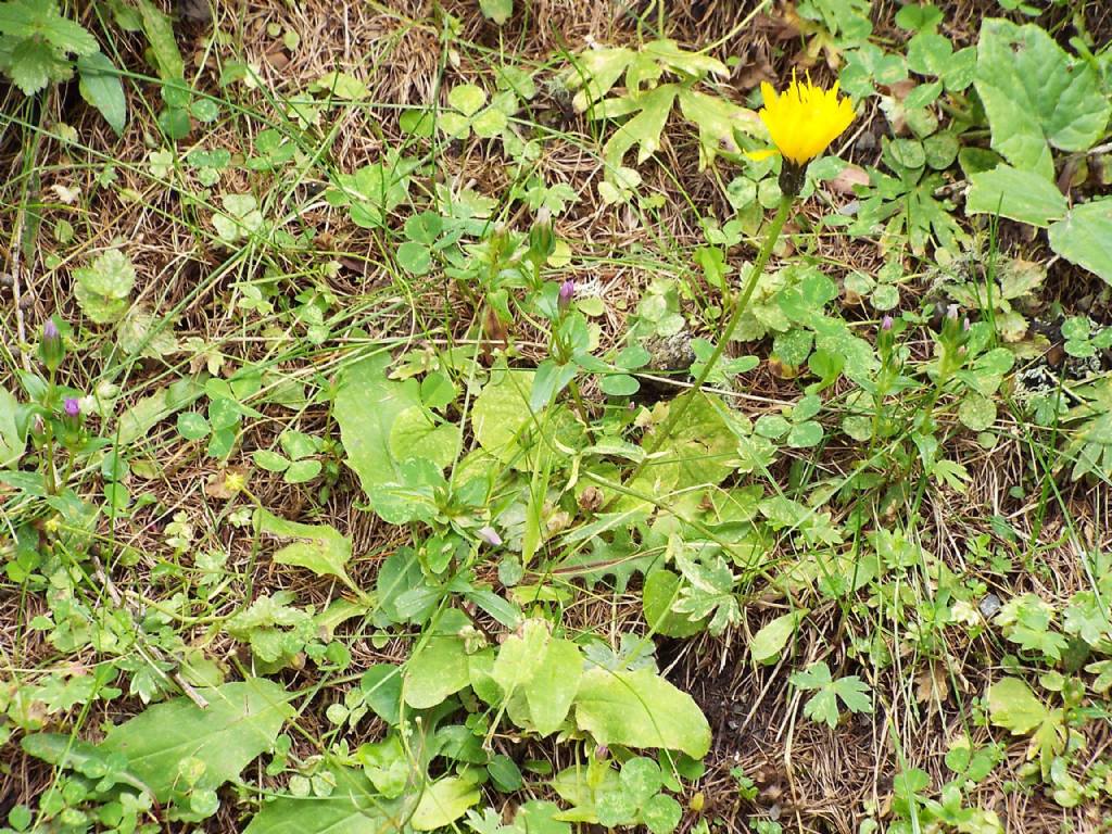 Asteracea:  Hypochaeris uniflora