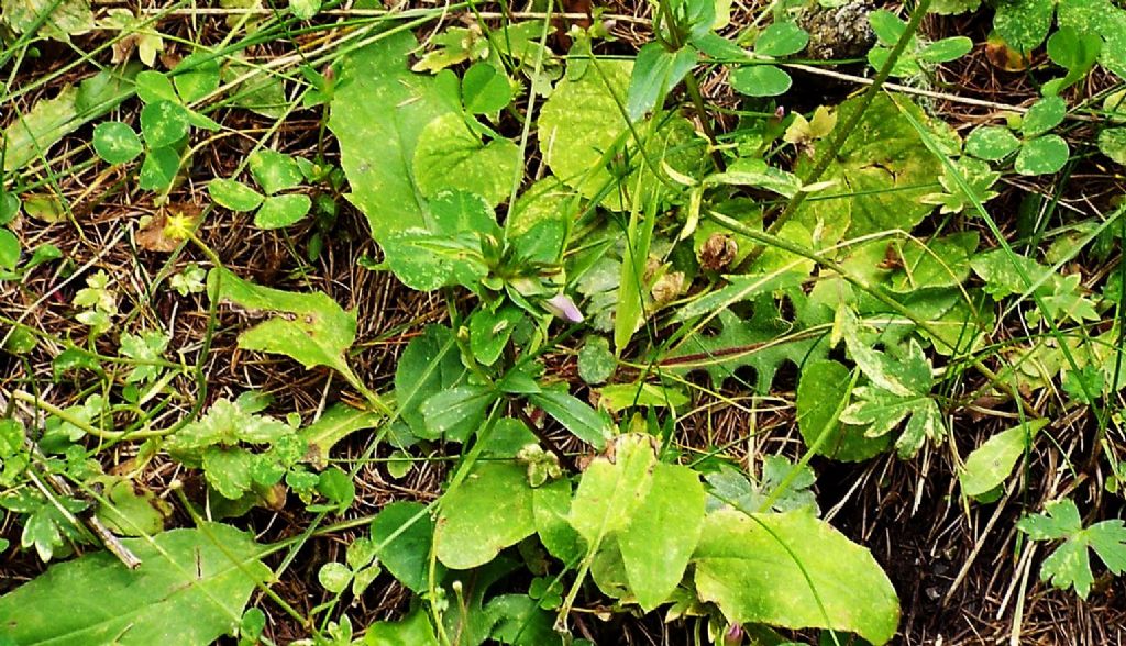 Asteracea:  Hypochaeris uniflora