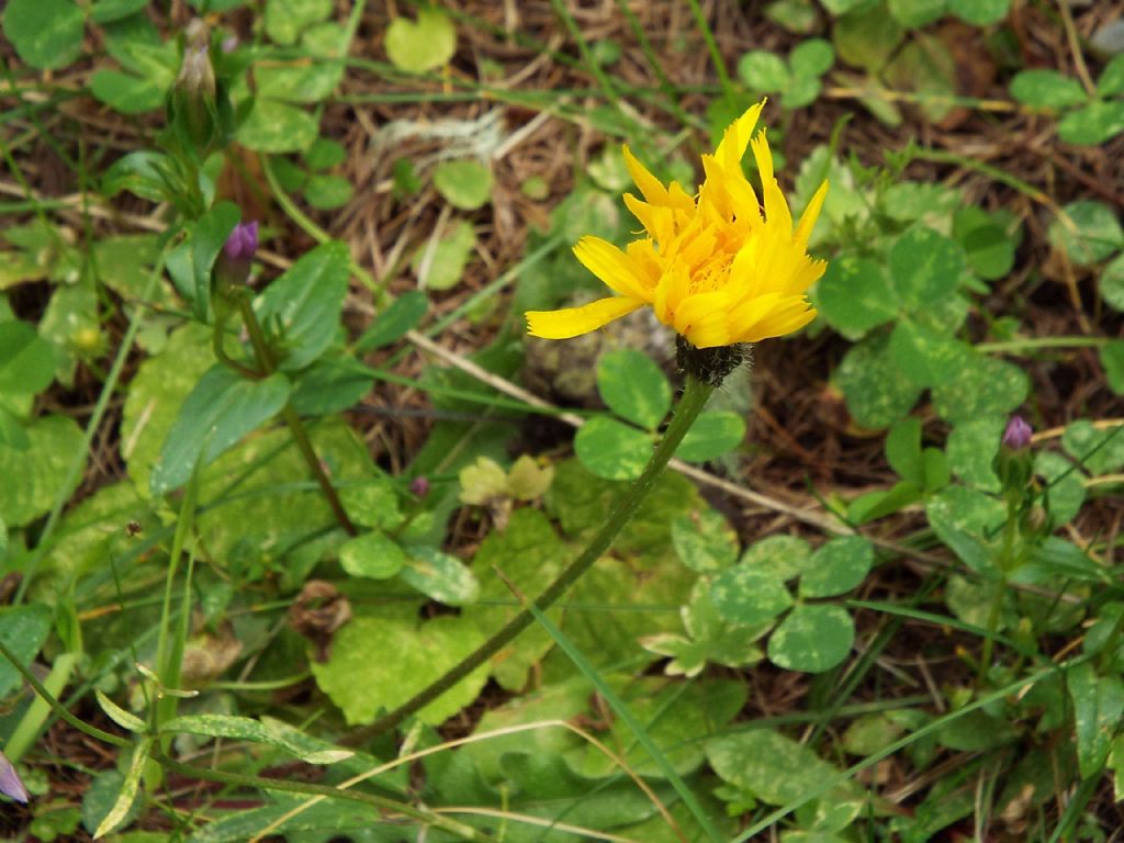 Asteracea:  Hypochaeris uniflora