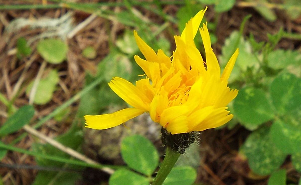 Asteracea:  Hypochaeris uniflora