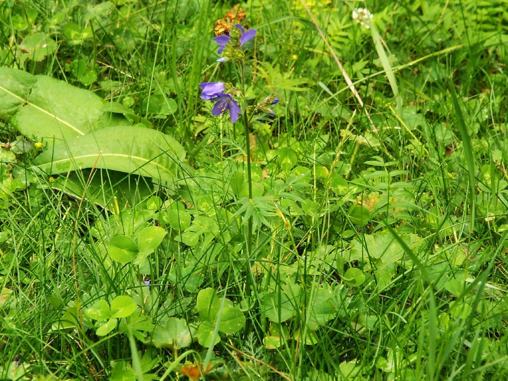 Polemonium caeruleum (Ericales -> Polemoniaceae)