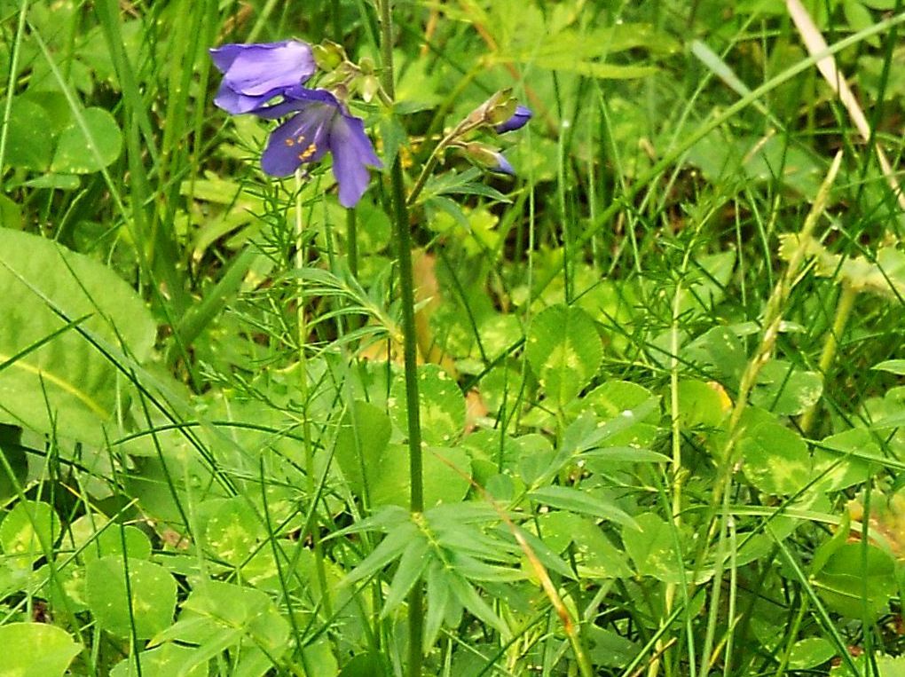 Polemonium caeruleum (Ericales -> Polemoniaceae)