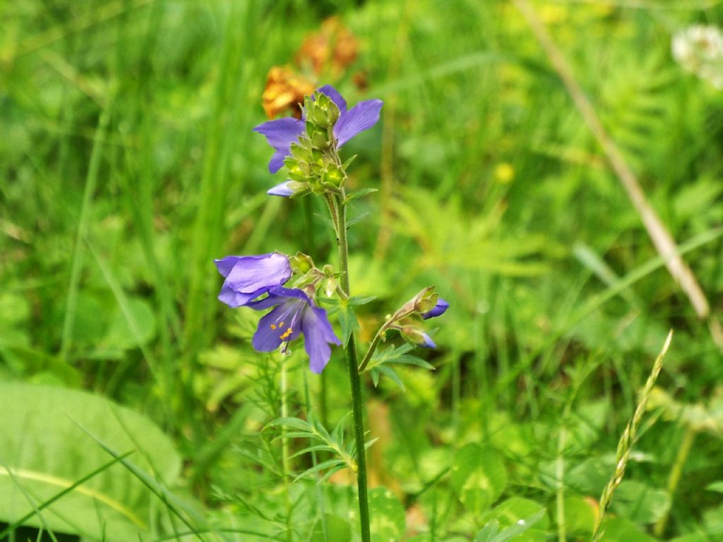 Polemonium caeruleum (Ericales -> Polemoniaceae)