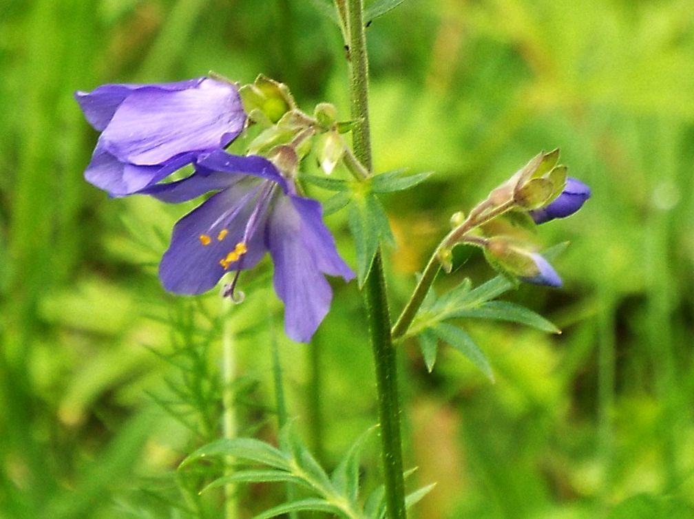 Polemonium caeruleum (Ericales -> Polemoniaceae)