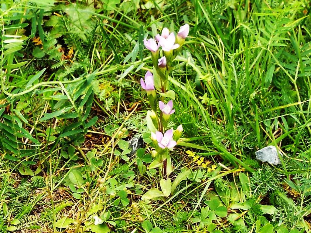 Quale Gentianella? Gentianella campestris