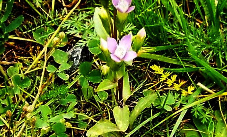 Quale Gentianella? Gentianella campestris