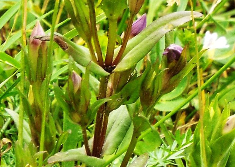 Quale Gentianella? Gentianella campestris