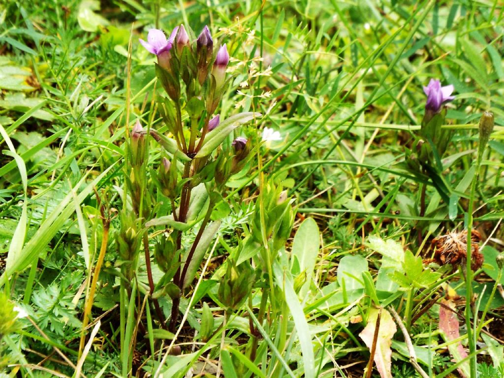 Quale Gentianella? Gentianella campestris