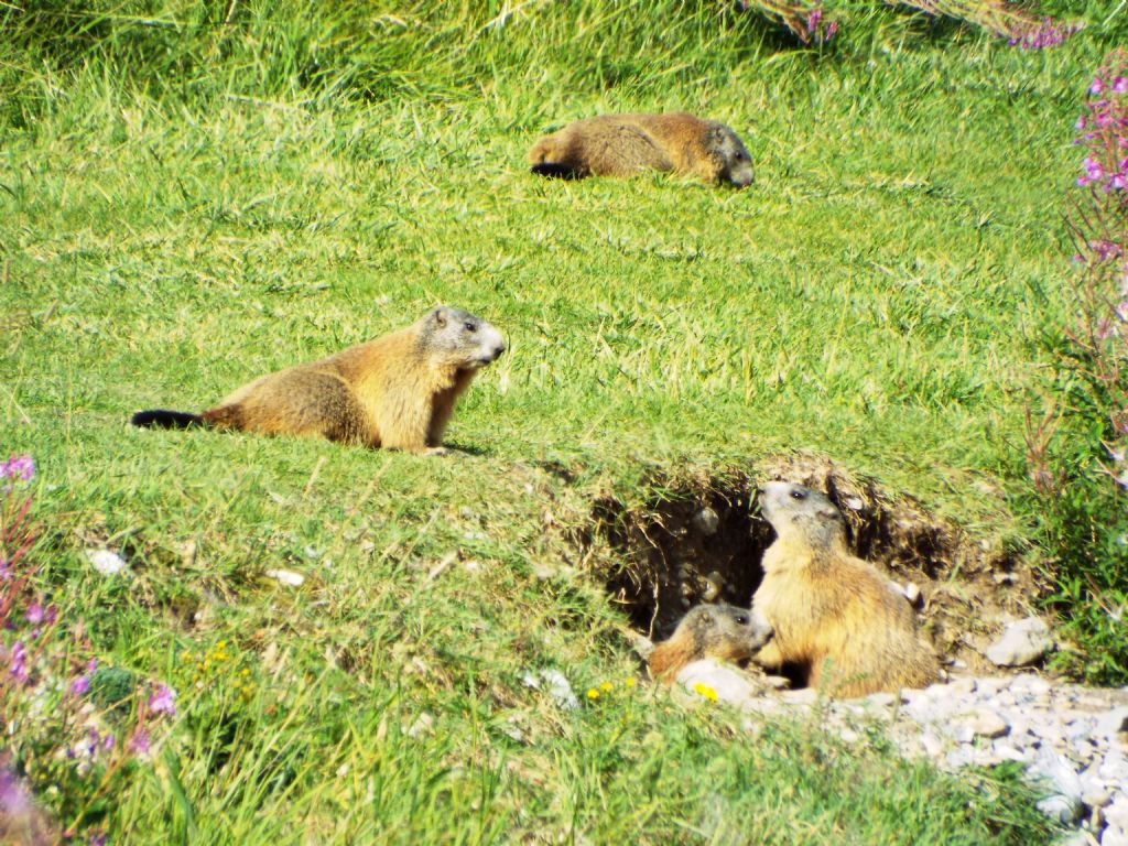 Le Marmotte di Livigno