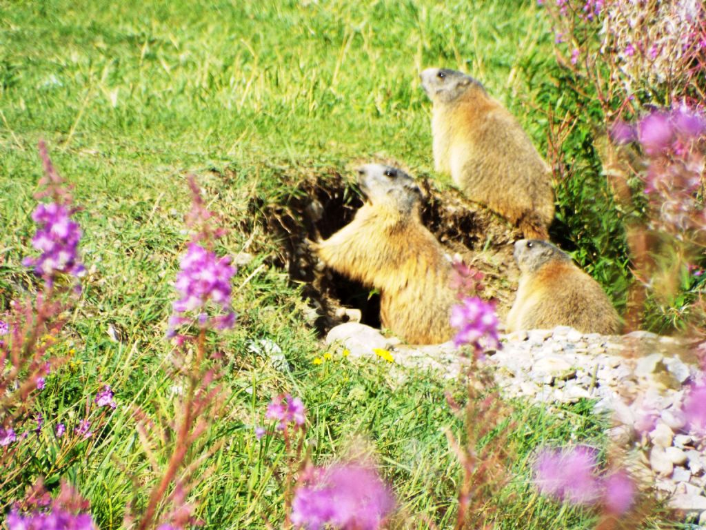 Le Marmotte di Livigno