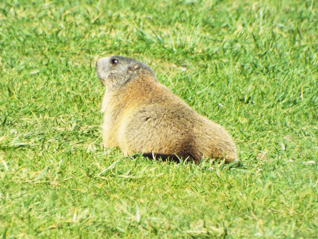 Le Marmotte di Livigno