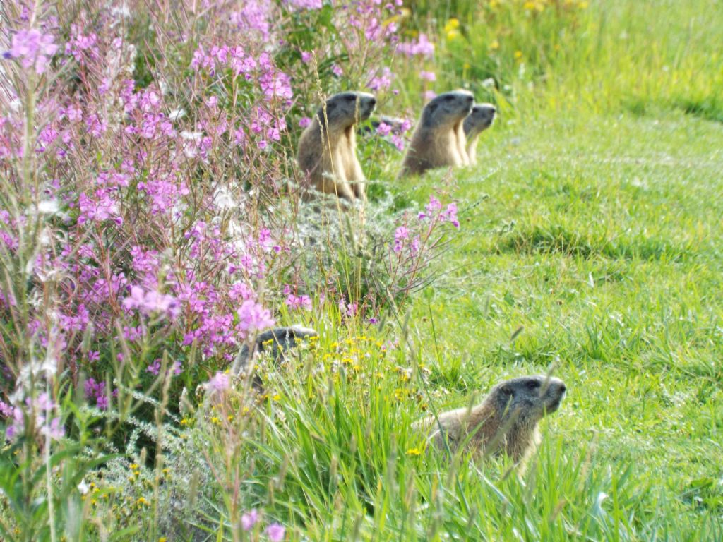 Le Marmotte di Livigno