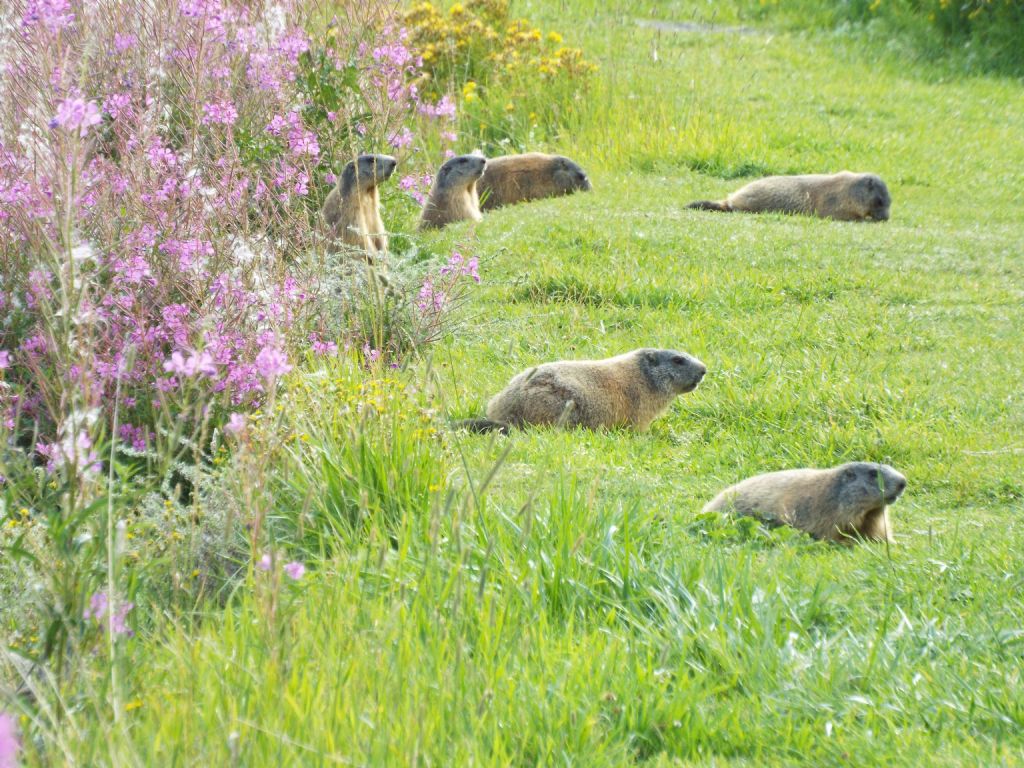 Le Marmotte di Livigno