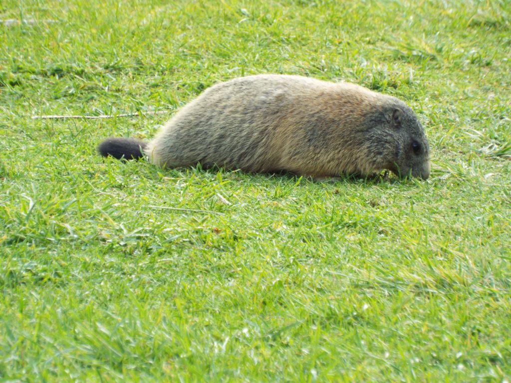 Le Marmotte di Livigno