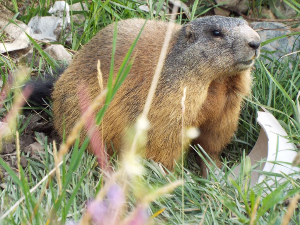 Le Marmotte di Livigno