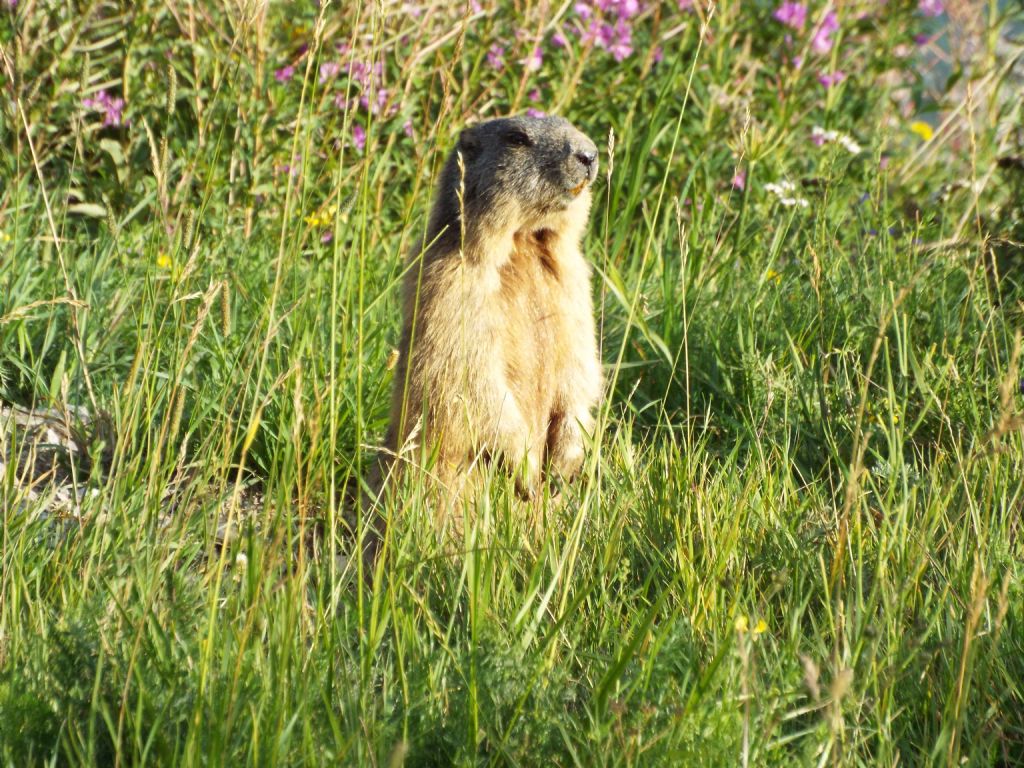 Le Marmotte di Livigno