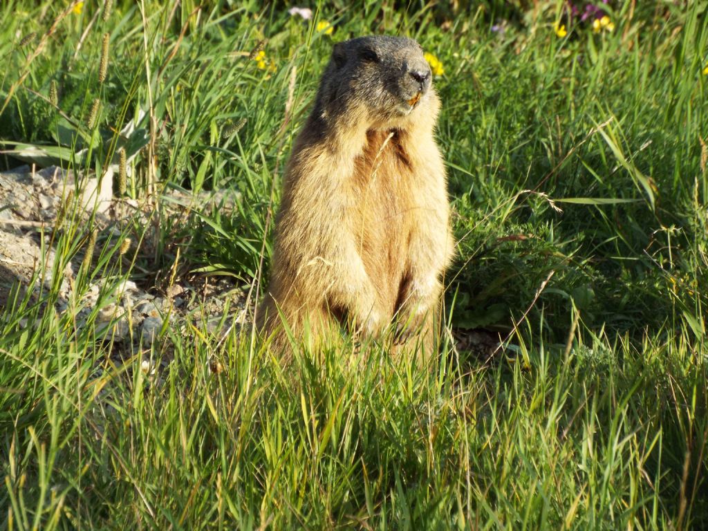 Le Marmotte di Livigno