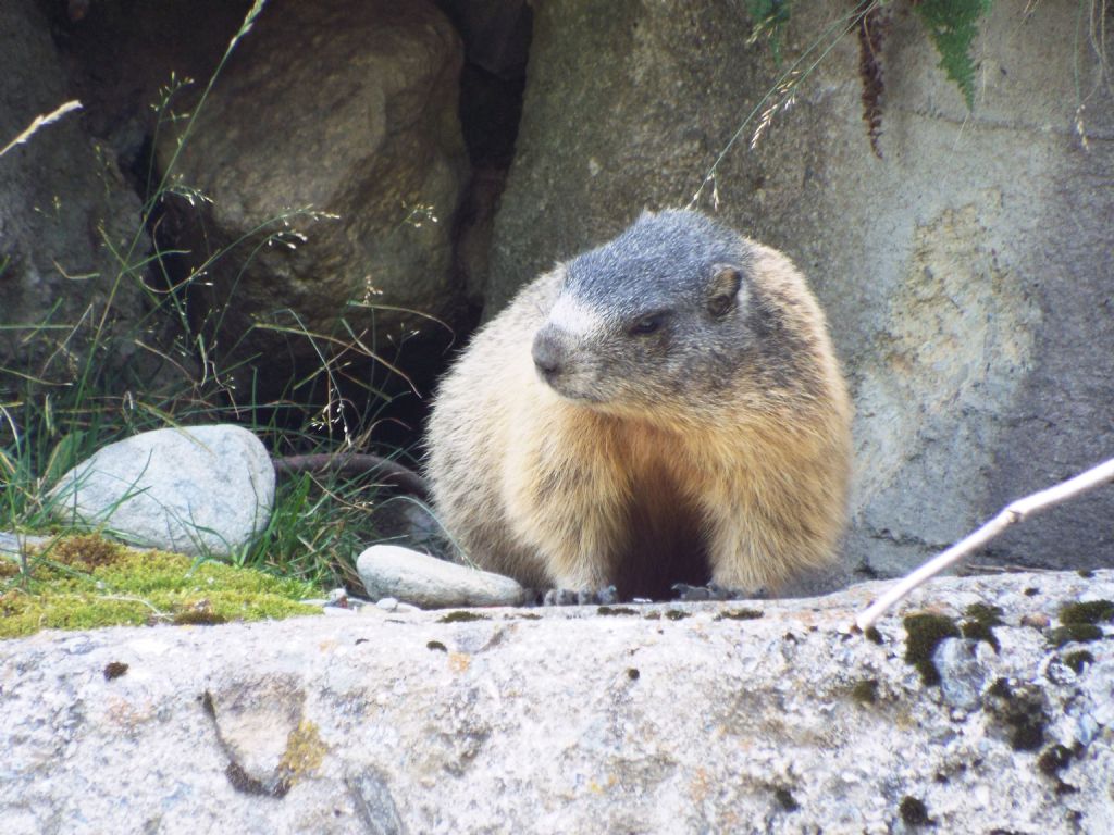 Le Marmotte di Livigno