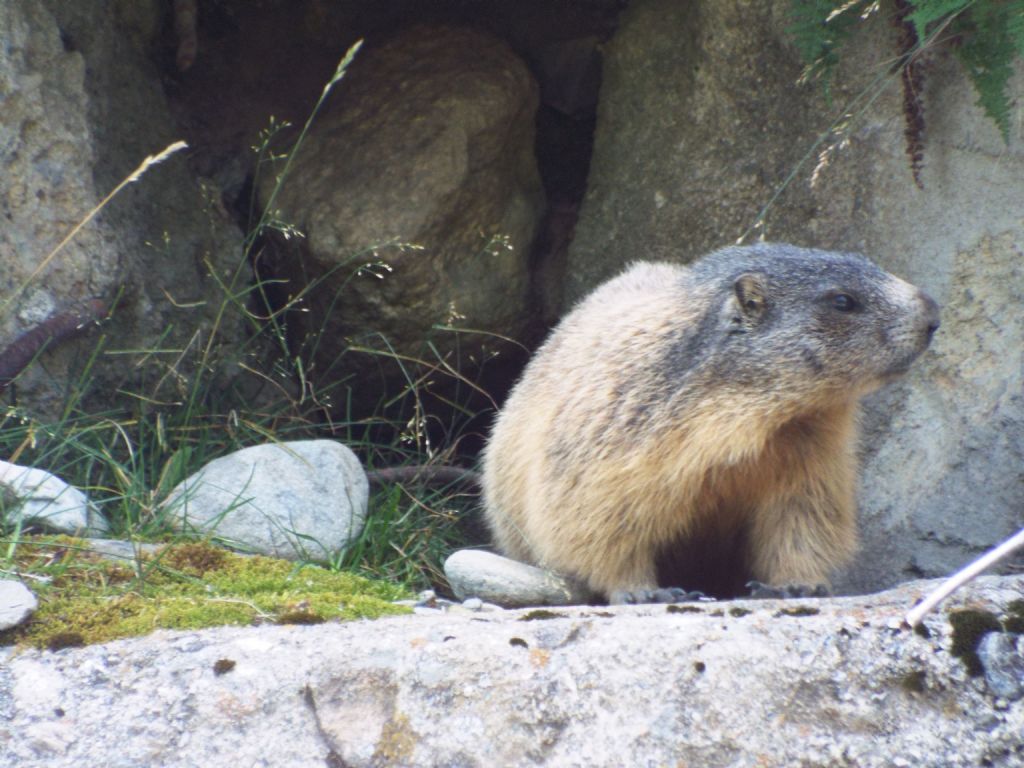 Le Marmotte di Livigno