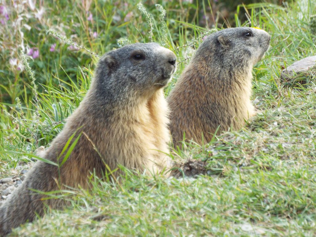 Le Marmotte di Livigno