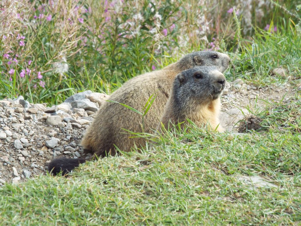 Le Marmotte di Livigno