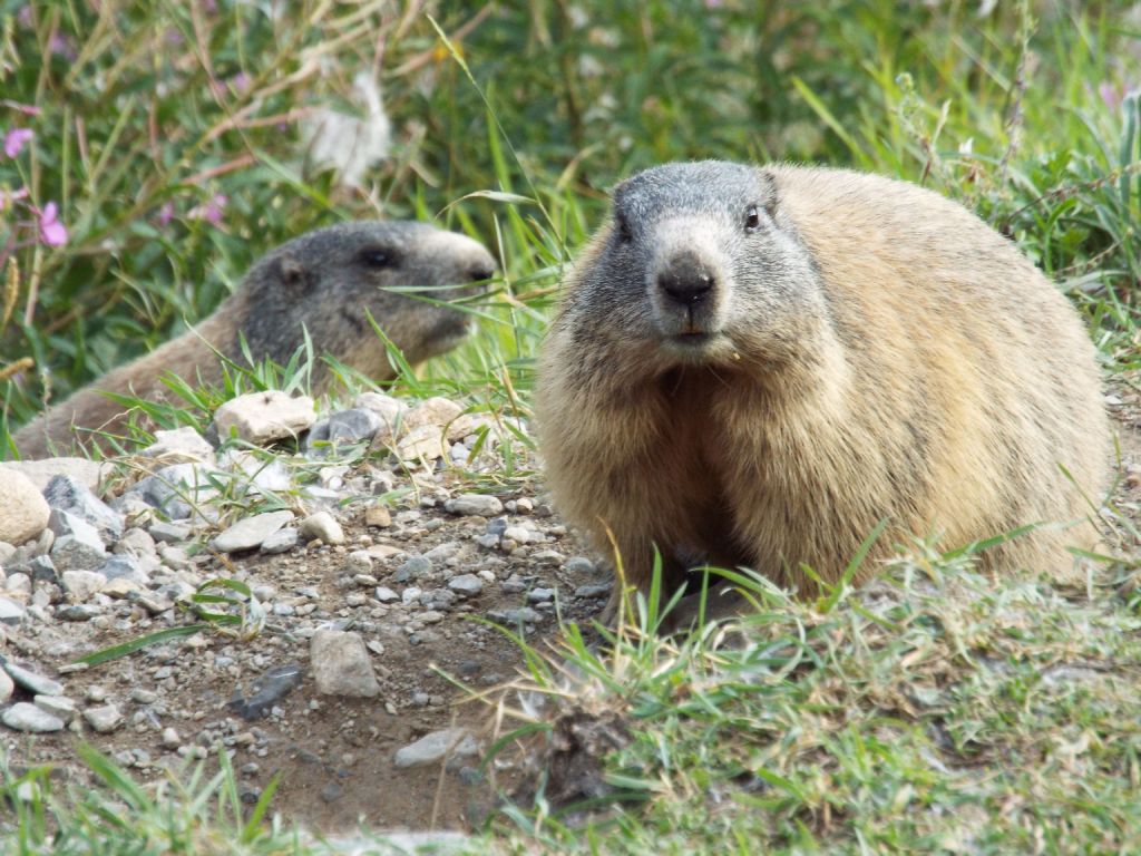 Le Marmotte di Livigno