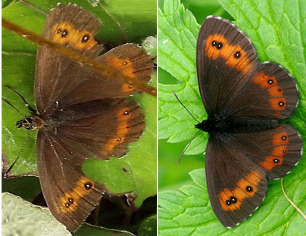 Erebia da identificare:    Erebia ligea (Nymphalidae Satyrinae)