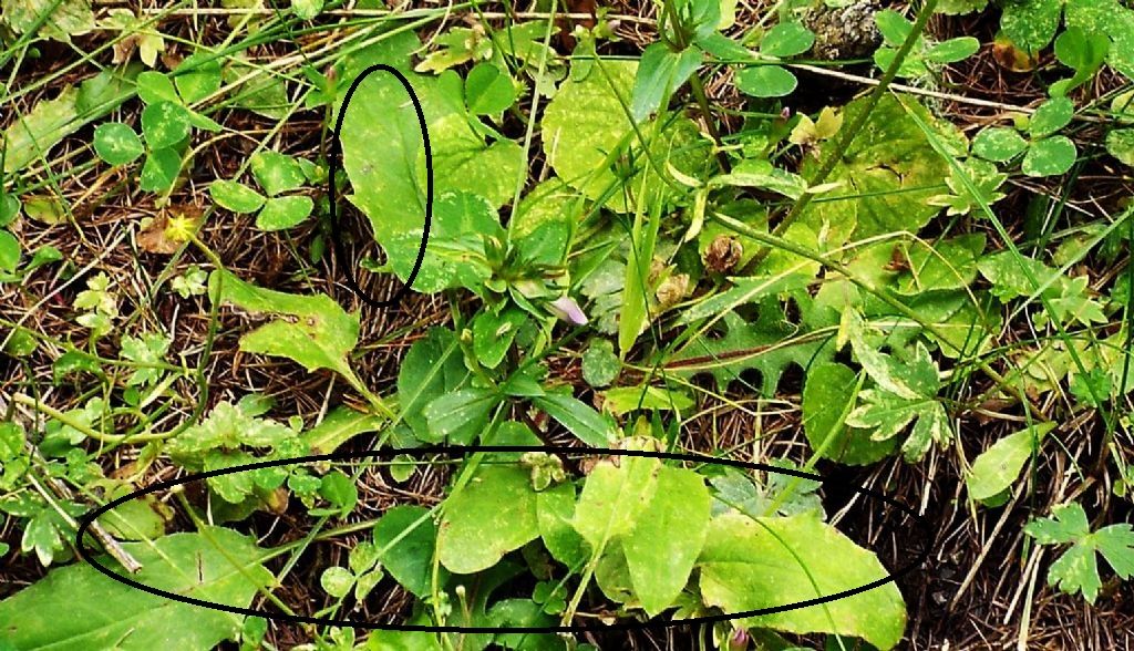 Asteracea:  Hypochaeris uniflora