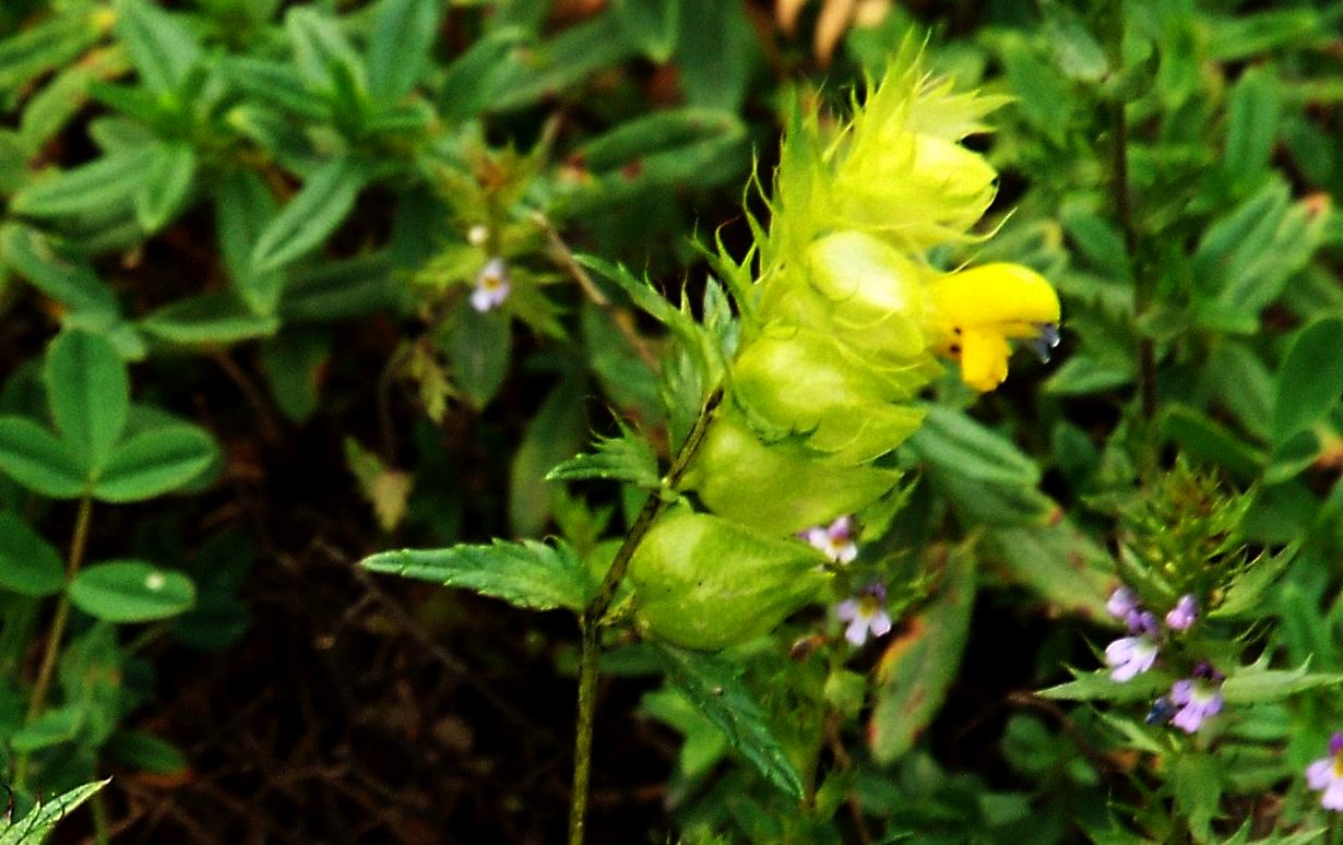 Rhinanthus sp.  (Orobanchaceae)