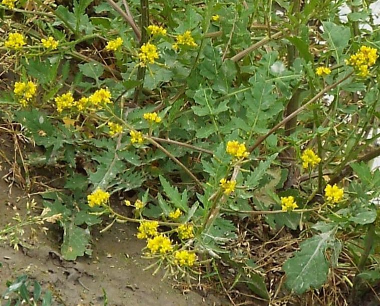 Rorippa palustris / Crescione palustre