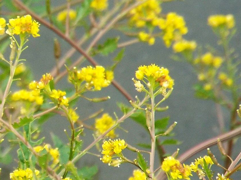 Rorippa palustris / Crescione palustre